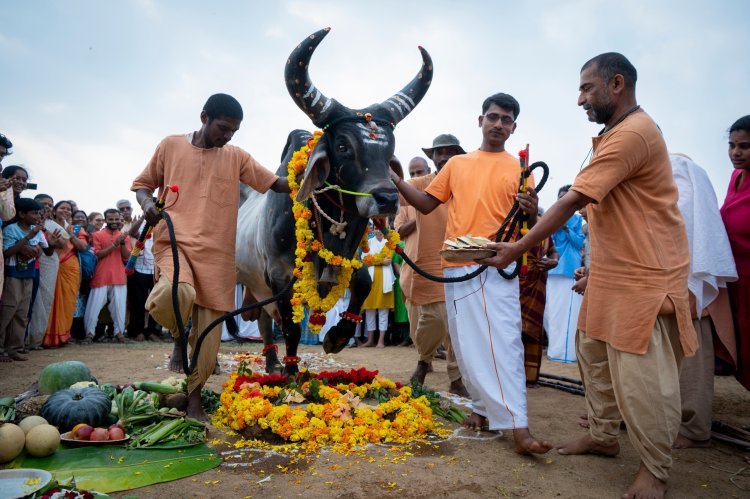 Mattu Pongal Celebrated at Isha Yoga Center