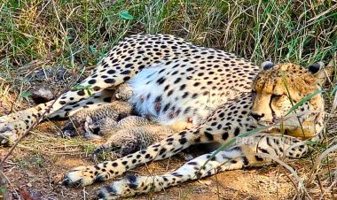 Three Cheetah Cubs Born in Madhya Pradesh, India’s Cheetah Count Rises to 38