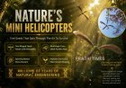 Nature’s Tiny Helicopters: How Hollong Tree Seeds Spin Through the Air to Survive