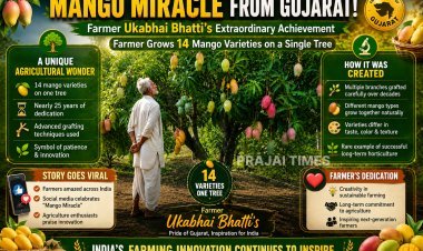 Gujarat Farmer Grows 14 Mango Varieties on a Single Tree After 25 Years of Effort