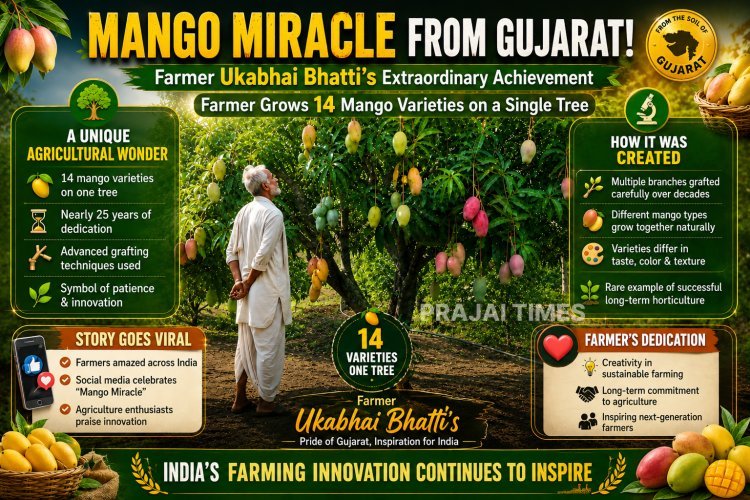Gujarat Farmer Grows 14 Mango Varieties on a Single Tree After 25 Years of Effort