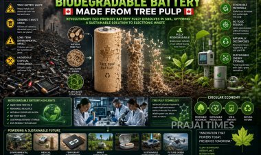 Canada Develops Biodegradable Battery Made from Tree Pulp That Dissolves Naturally in Soil