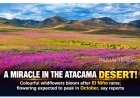 Atacama Desert Bursts Into Color as Rare Wildflowers Bloom After El Niño-Linked Rainfall
